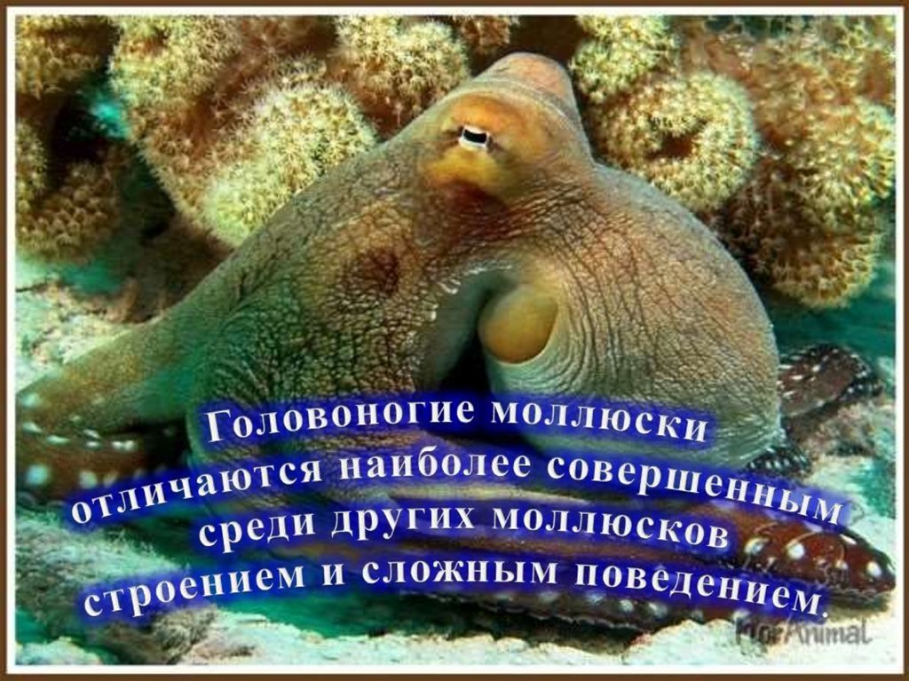 Половой диморфизм у Осьминогов. Моллюски половой диморфизм. Размножение головоногих. Как размножаются головоногие моллюски. Роль головоногих