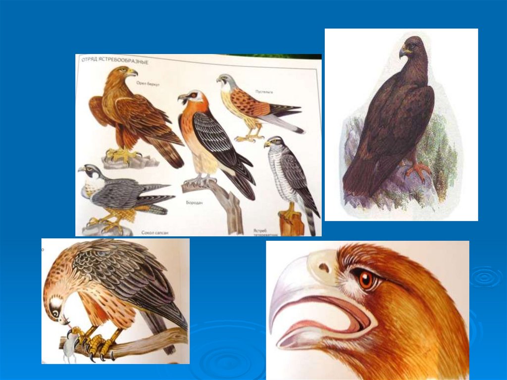 Многообразие птиц. Сообщение на тему разнообразие птиц 8 класс.