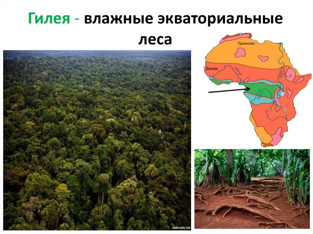 Экваториальные леса признаки