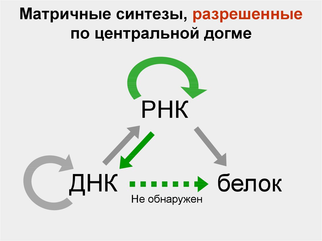 Матричный синтез белков. Матричный Синтез. Синтез белка матричный Синтез. Матричный Синтез схема. Матричный Синтез это в биологии.