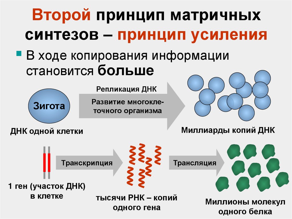 Днк носитель наследственной информации презентация 10 класс