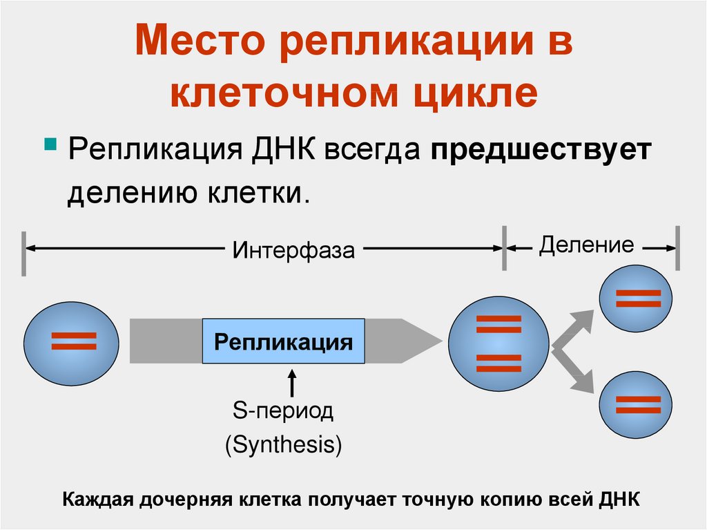 Место днк. Место репликации ДНК В клеточном цикле. Роль репликации в клеточном цикле. Репликация ДНК В клеточном цикле. Механизм репликации ДНК.