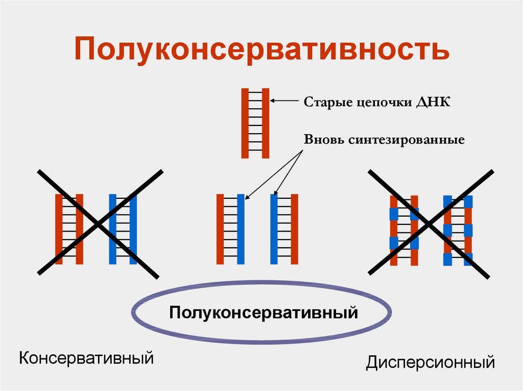 Принцип соединения цепей днк. Принципы репликации Полуконсервативность. Консервативный механизм репликации ДНК. Принцип полуконсервативности репликации ДНК. Консервативный полуконсервативный дисперсионный.