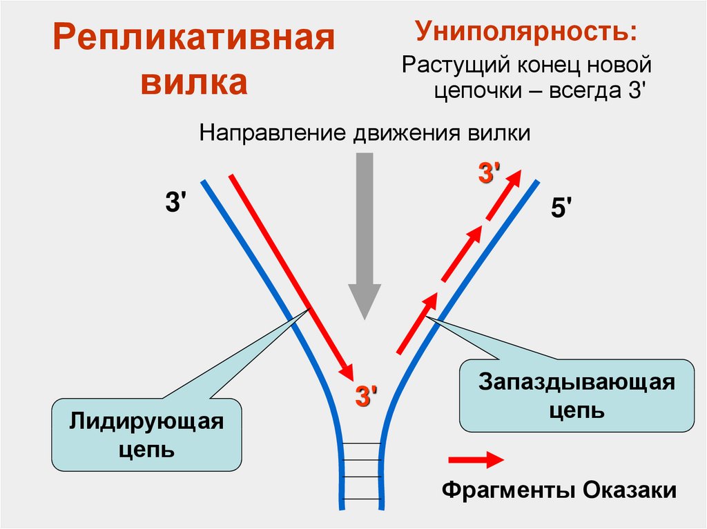 Репликативная вилка схема