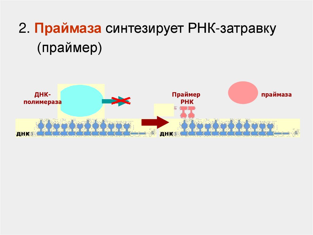 Формирование рнк. ДНК полимераза в репликации ДНК. РНК полимераза функции в репликации ДНК. РНК праймер в репликации ДНК. ДНК полимераза функции в репликации.