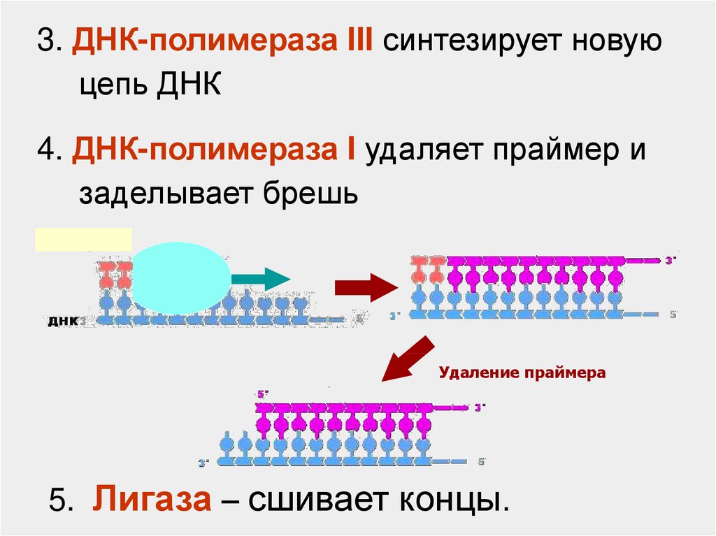 Презентация о днк