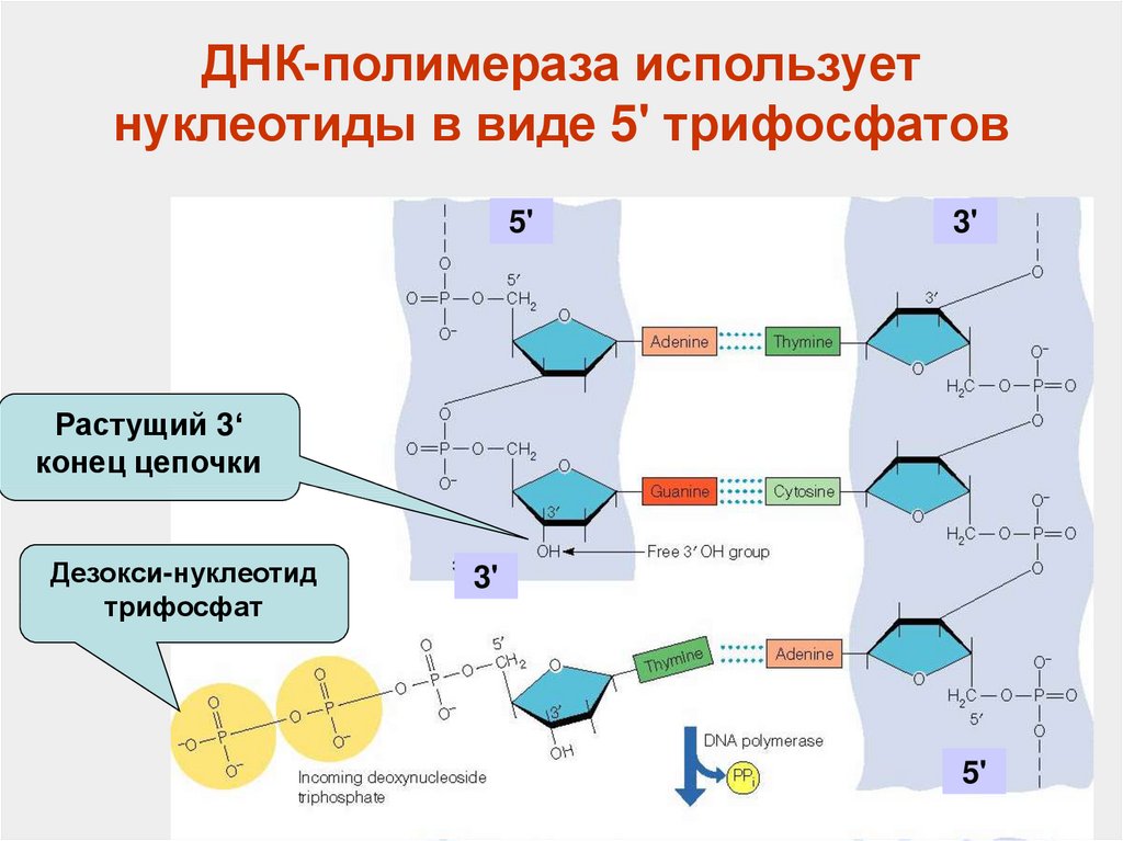 Три нуклеотида днк. Нуклеотида дезоксирибонуклеиновой кислоты. ДНК полимераза 3 структура. Строение ДНК полимеразы. Нуклеотид дезоксирибонуклеиновая кислота (ДНК).