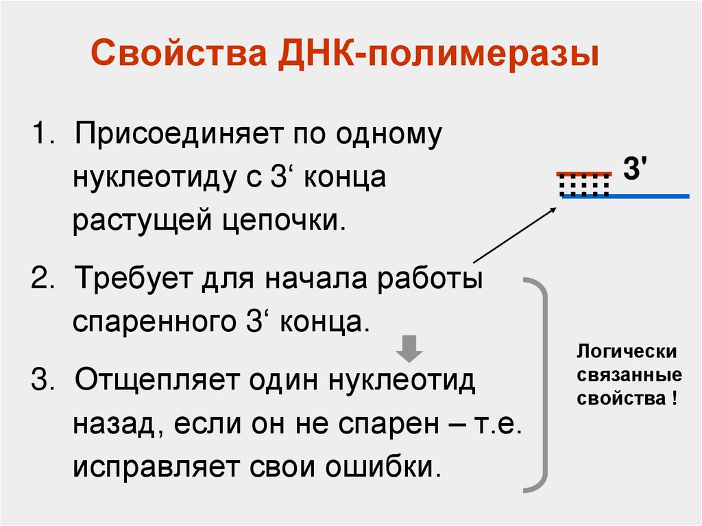 Днк полимераза 1 и 2. Характеристика ДНК полимераз. Строение ДНК полимеразы 3. Корректирующую функцию выполняет ДНК-полимераза. ДНК полимераза 3 структура.