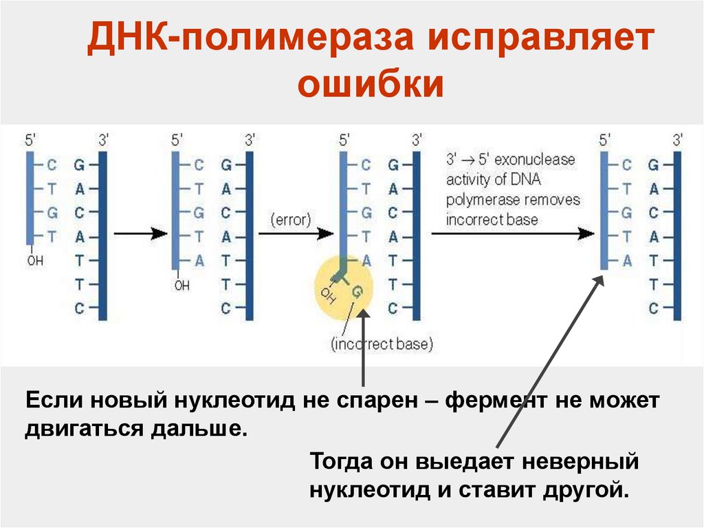 Днк участвует. Функция фермента ДНК полимераза 1. ДНК полимераза функции. Строение ДНК полимеразы 1. ДНК полимераза 1 функции.