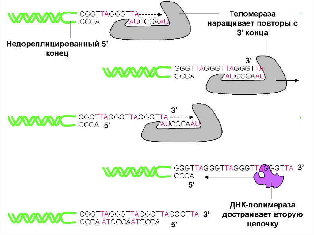 Теломераза что это. ДНК теломераза. Структура теломеразы. Строение теломеразы. Этапы работы теломеразы.