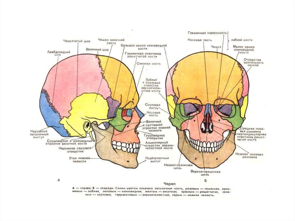 Образование кости черепа