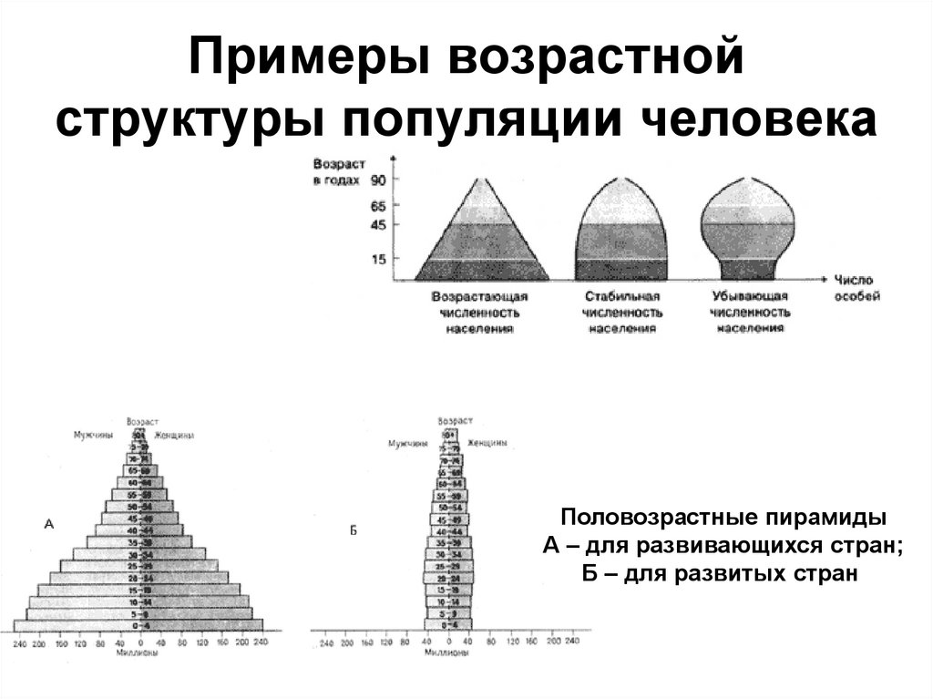 Возрастная структура общества презентация