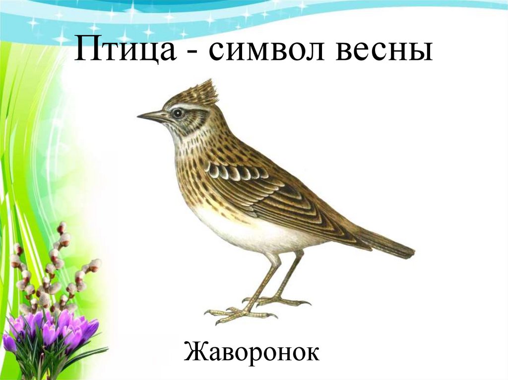 Впр 6 класс русский природа одела жаворонка. Птица символ весны. Жаворонок символ весны. Птицы символизирующие весну. Символ птицы.