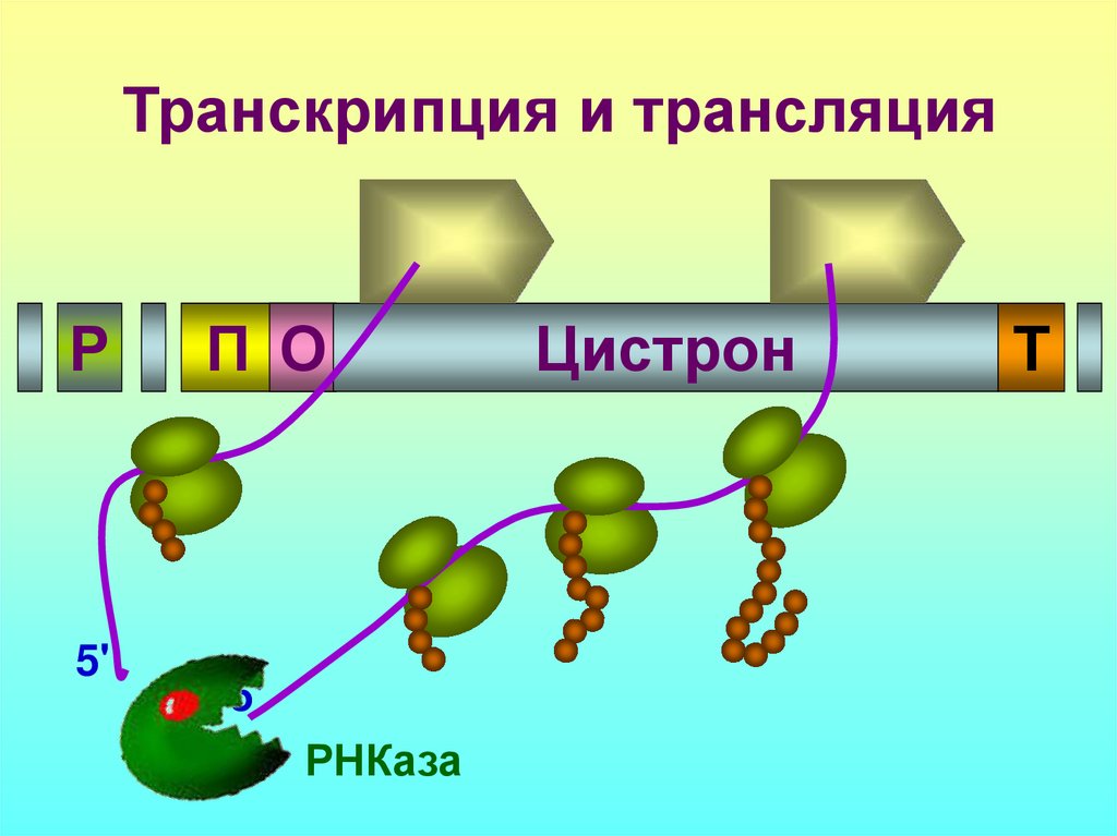 В синтезе белка принимают участие