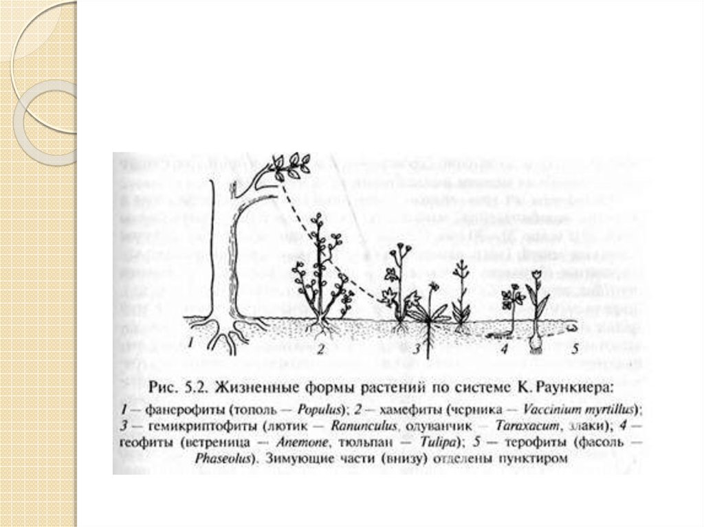 Схема результата распределения жизненных форм растений