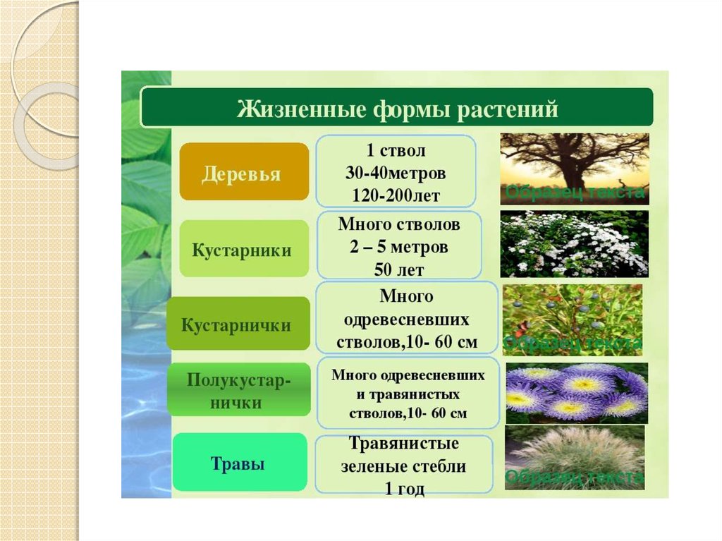 Доклад по теме Жизненные формы растений и животных