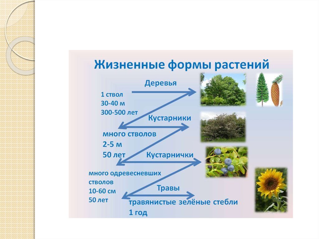 Распределите предложенные растения по группам в зависимости. Жизненные формы покрытосеменных растений таблица. Дизненныеформ растений. Жизненные формы растительности. Растения жизненные формы растений.