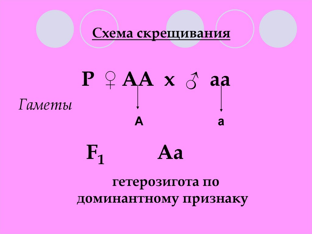 Первый закон менделя презентация 9 класс