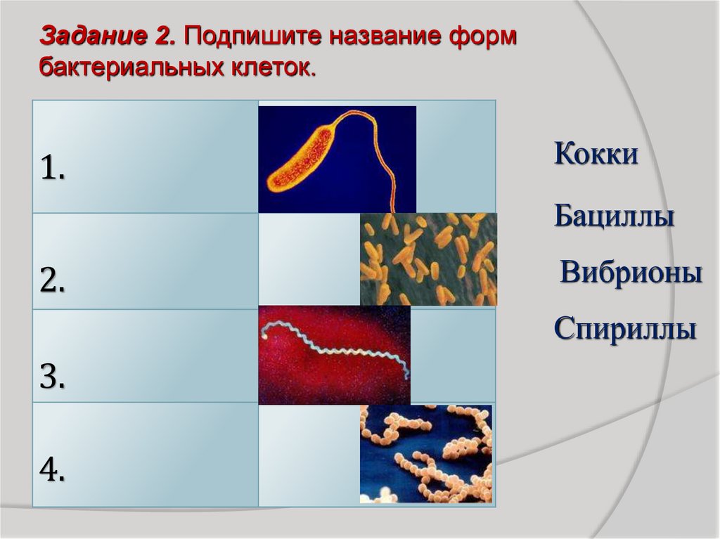 Тест по теме бактерии биология 7 класс