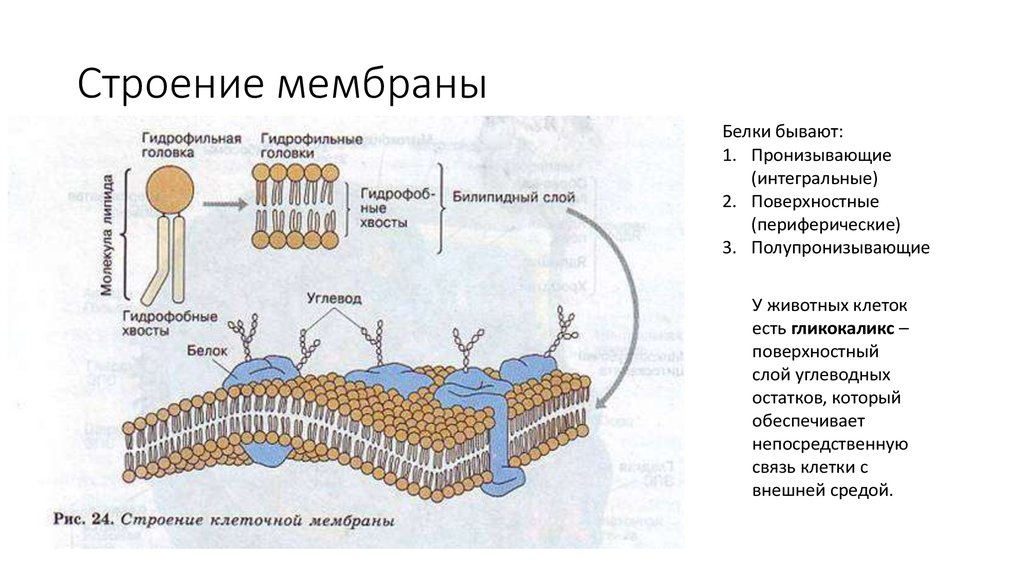Функция мембраны клетки является. Клеточная мембрана структура и функции. Схема взаимосвязи компонентов мембраны клетки. Клеточная мембрана структура строение и функции. Клеточная мембрана строение и функции.