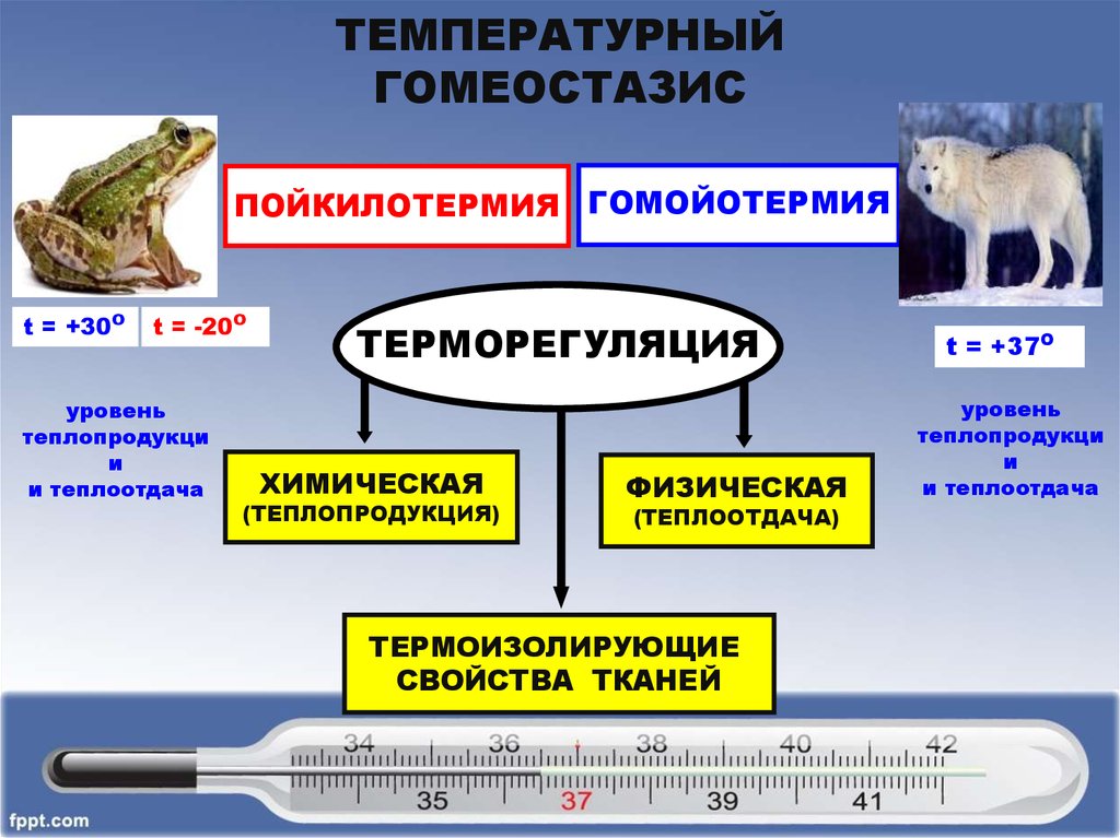 Гомойотермные животные