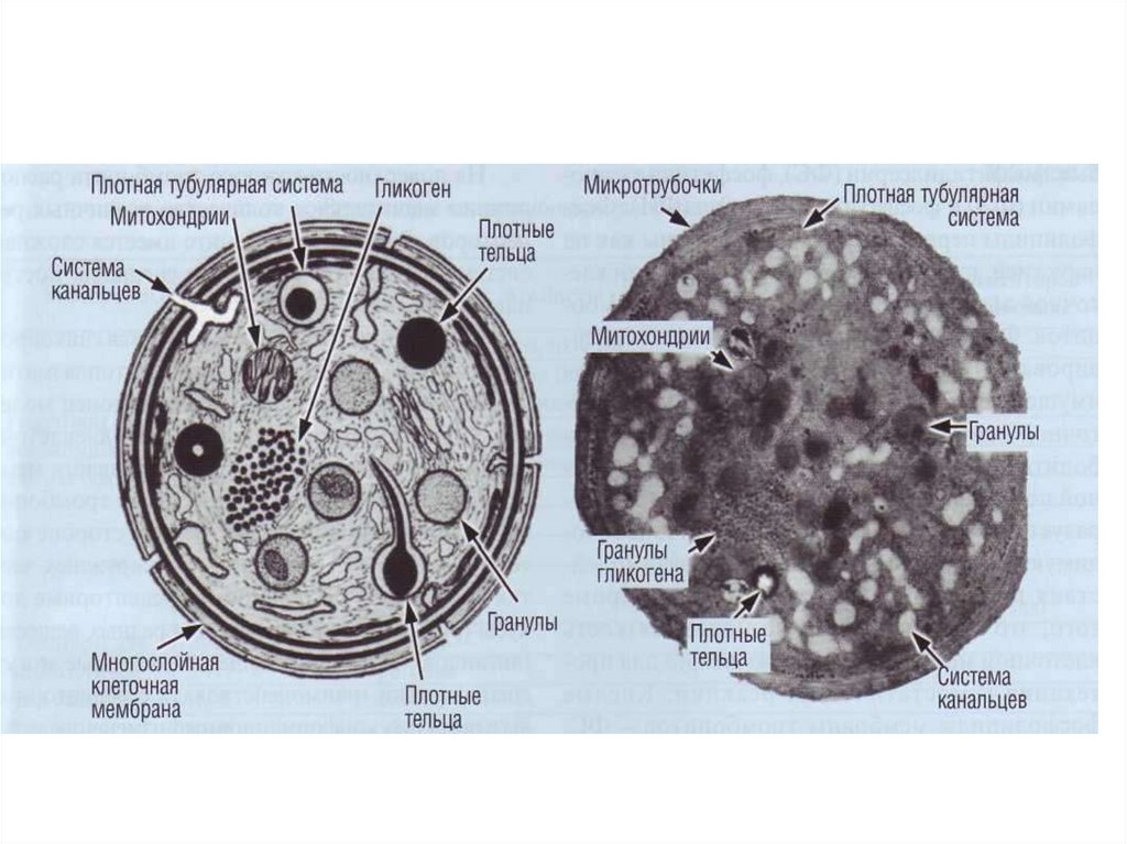 Гранулы тромбоцитов содержат. Схема строения тромбоцита. Тромбоциты строение клетки. Тромбоциты кровяные пластинки строение. Микроскопическое строение тромбоцита.