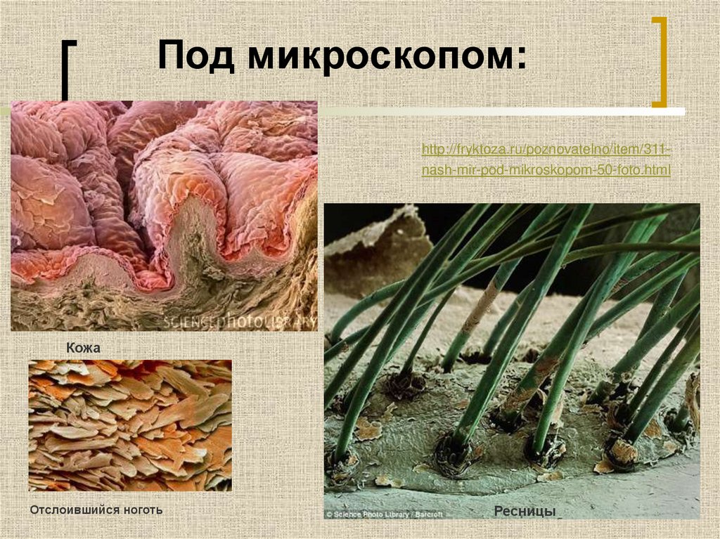 Под микроскопом: