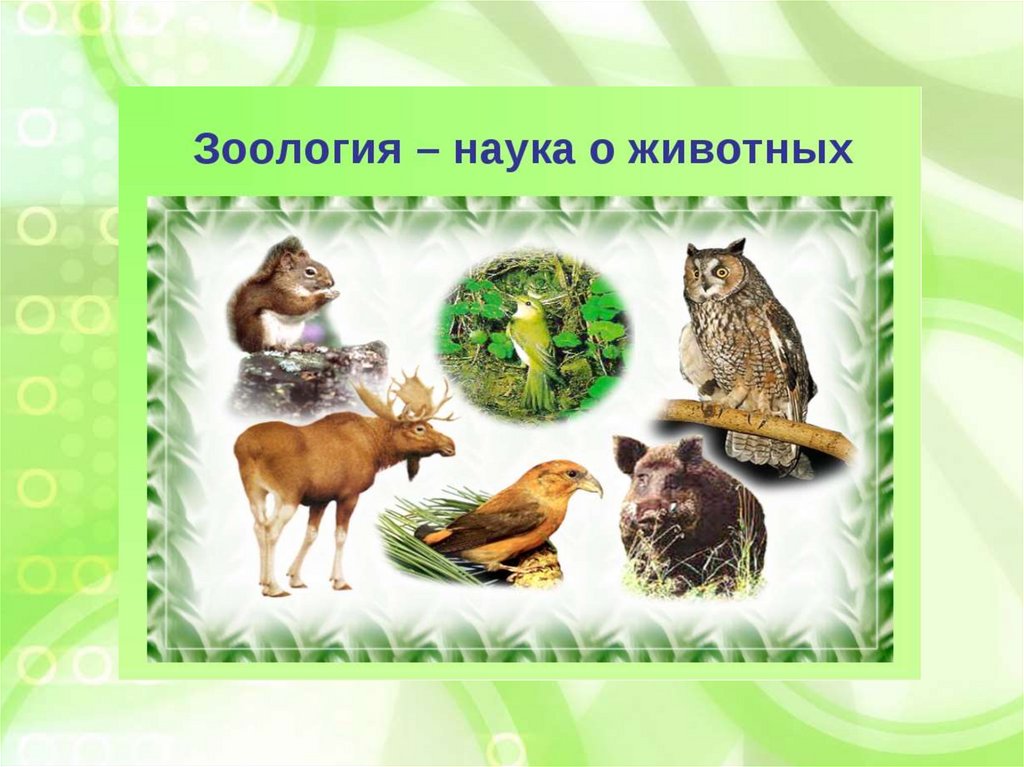 Наука изучающая многообразие животных. Науки о животных и природе. Как называется наука о животных. Науки изучающие природу и животных. Дисциплины зоологии.