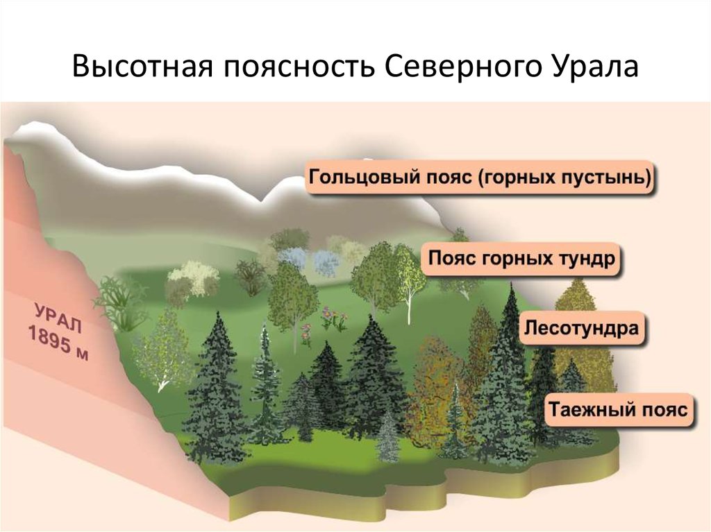 Высотная поясность Северного Урала