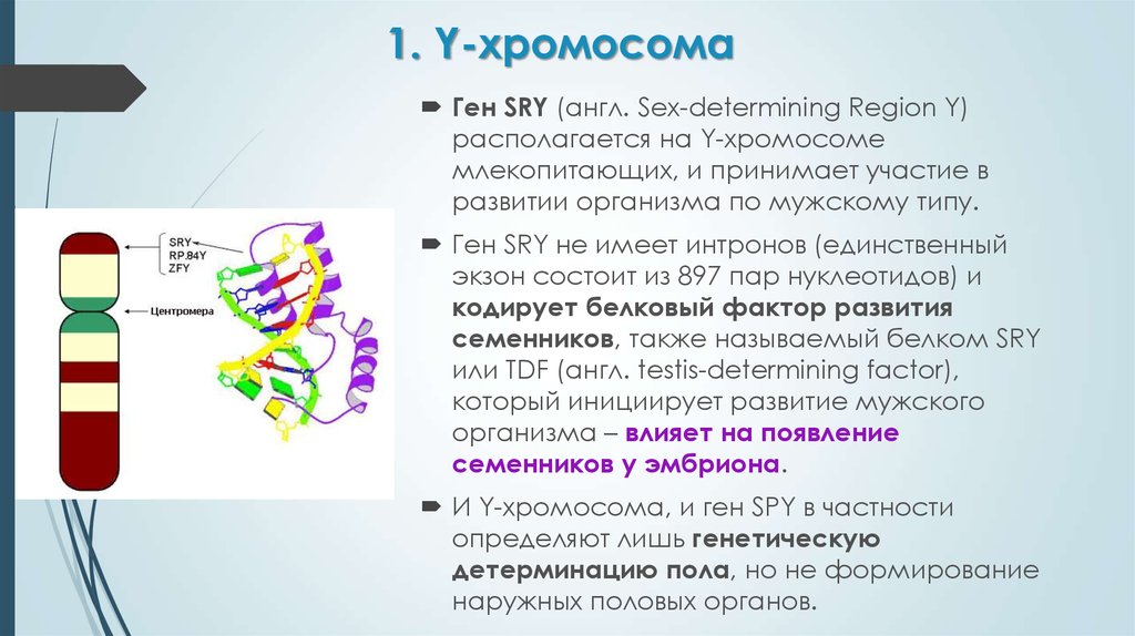 В гаметах человека 23 хромосомы. Ген sry. Y хромосома и ген. Гены y хромосомы. Y хромосома человека.