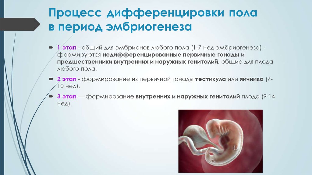 Формирование половых органов эмбриона