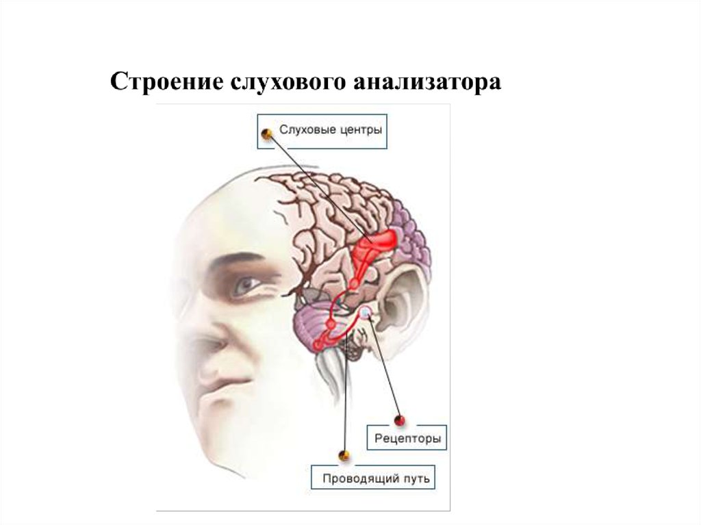 Зрительный и слуховой анализатор презентация