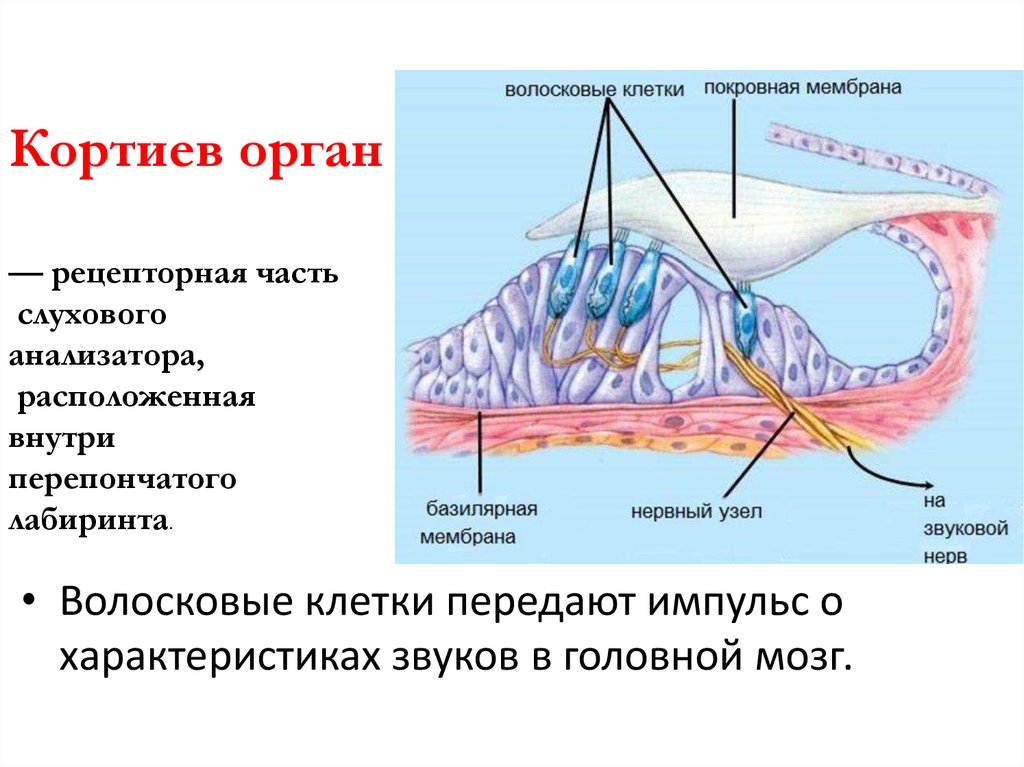Рецепторный орган слуха. Строение слухового анализатора Кортиев орган. Волосковые клетки кортиевого органа. Основная мембрана Кортиев орган. Кортиев орган волосковые клетки.