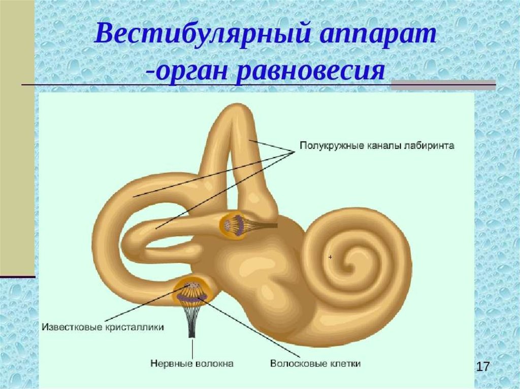 Органы равновесия рисунок. Анатомия вестибулярного аппарата человека. Вестибулярный аппарат строение анатомия. Полукружные каналы внутреннего уха рисунок. Полукружные каналы вестибулярного аппарата.