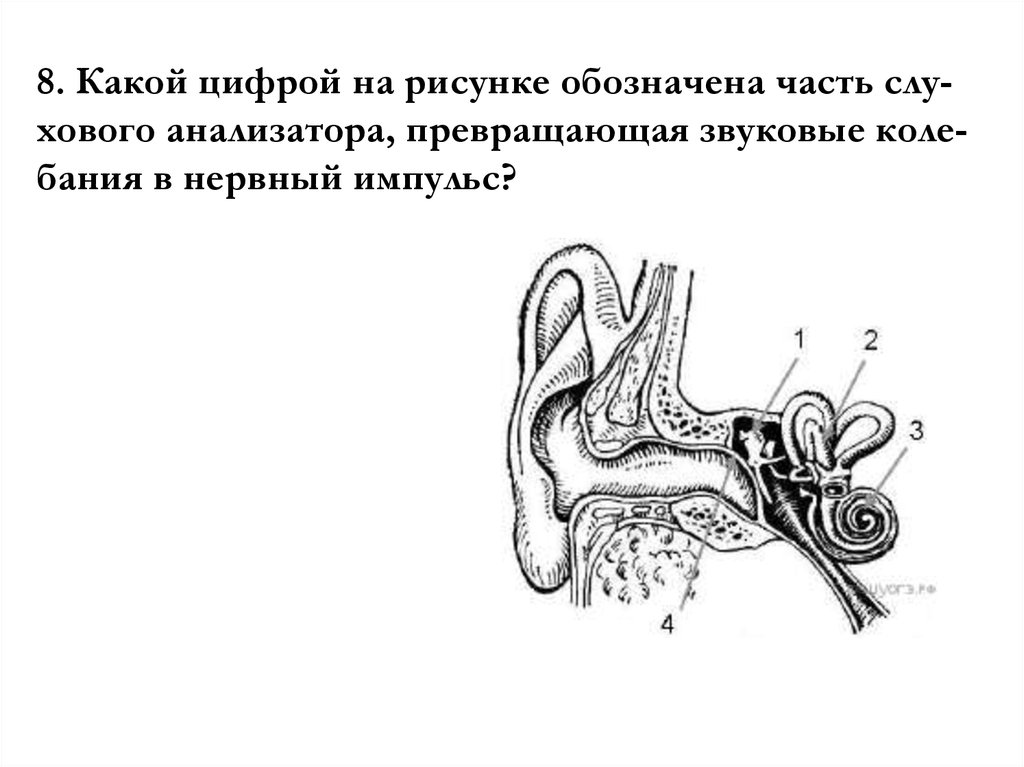 Онтогенез слухового анализатора. Строение слухового анализатора. Строение слухового анализатора человека. Улитка слуховой анализатор.