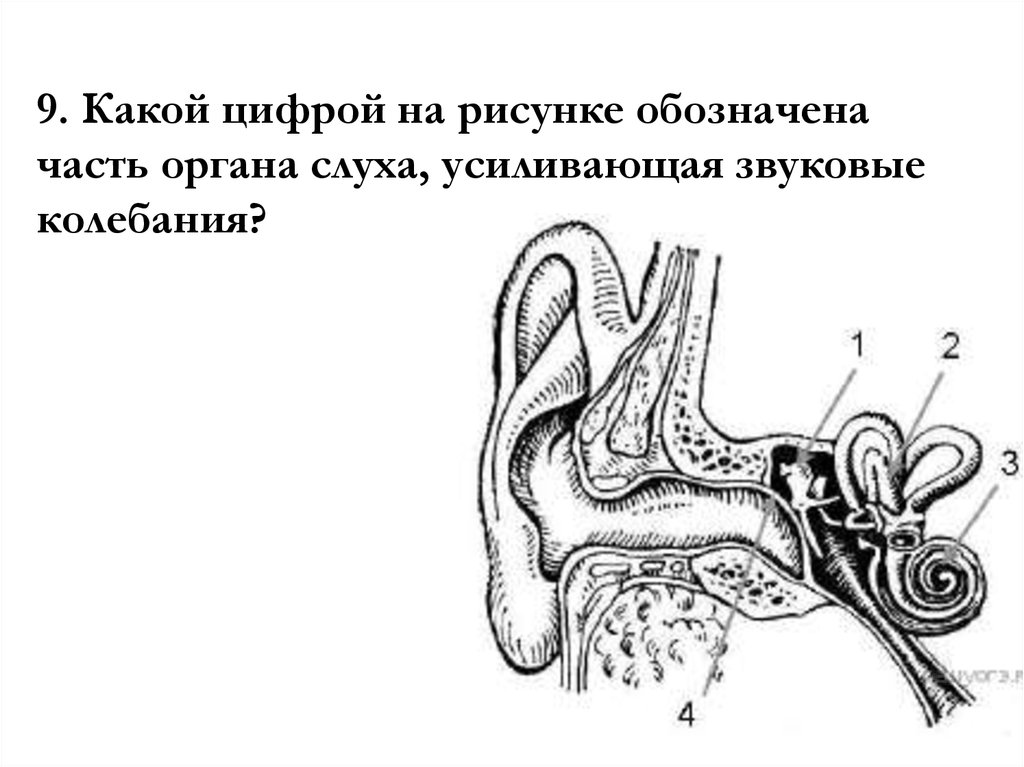 Орган слуха усиливающий звуковые колебания. Слуховой анализатор усиливающий звуковые колебания. Часть слухового анализатора усиливающая звуковые колебания. Орган слуха. Какой цифрой на рисунке обозначена часть органа слуха.