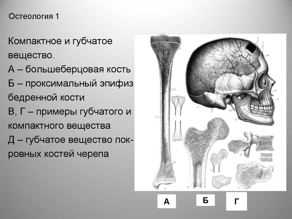 5 костей губчатых. Бугристость Остеология. Остеология череп. Остеология анатомия костей. Кости черепа Остеология.