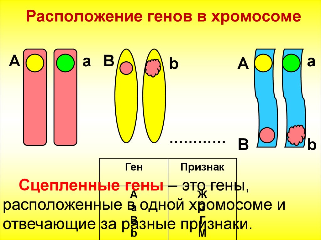Пара разных аллельных генов. Схема расположения сцепленных генов в гаметах. Расположение генов в хромосомах. Сцепленные гены. Расположите гены в хромосомах.