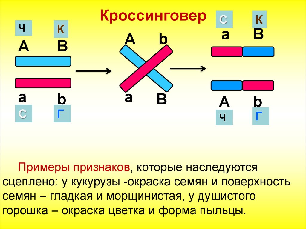 Обмен хромосом. Схема кроссинговера хромосом. Кроссинговер при сцепленном наследовании. Сцепленное наследование расположение генов. Схема одинарного кроссинговера.