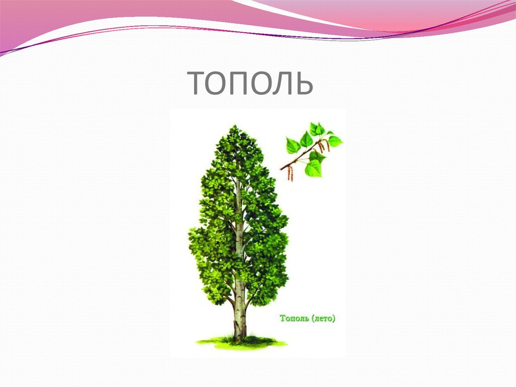 Изучаем деревья - презентация онлайн
