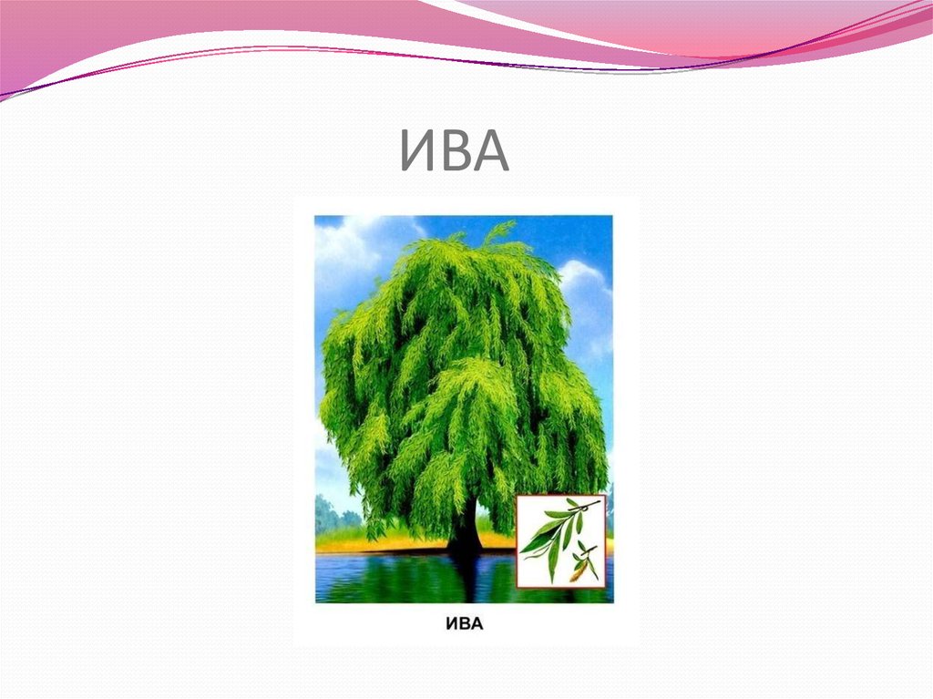 ИВА