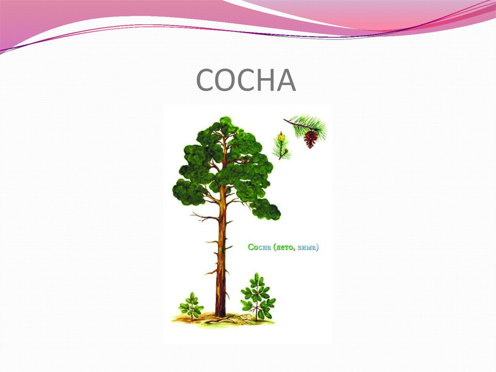 СОСНА