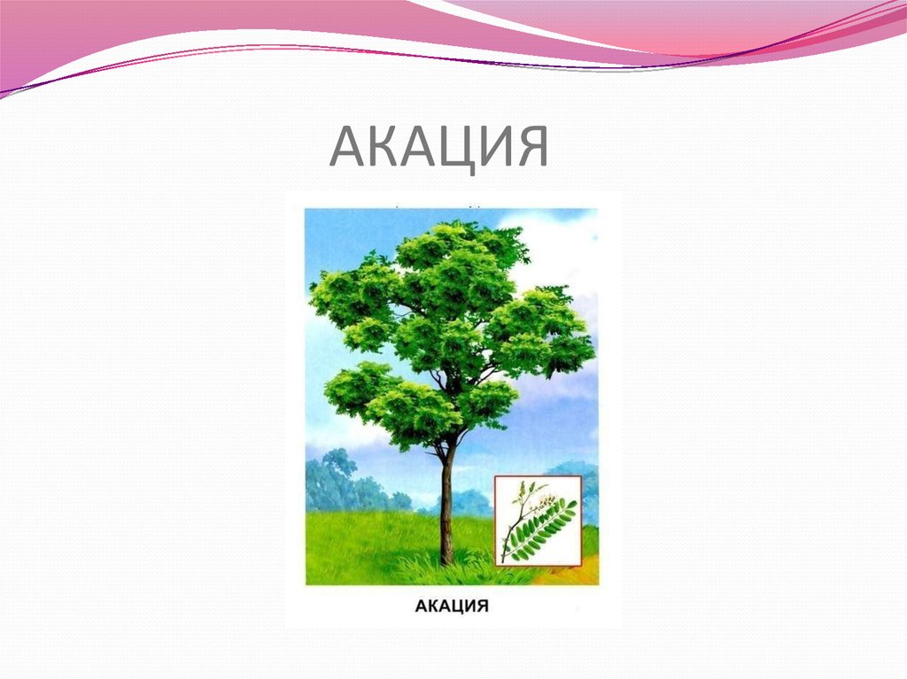 АКАЦИЯ