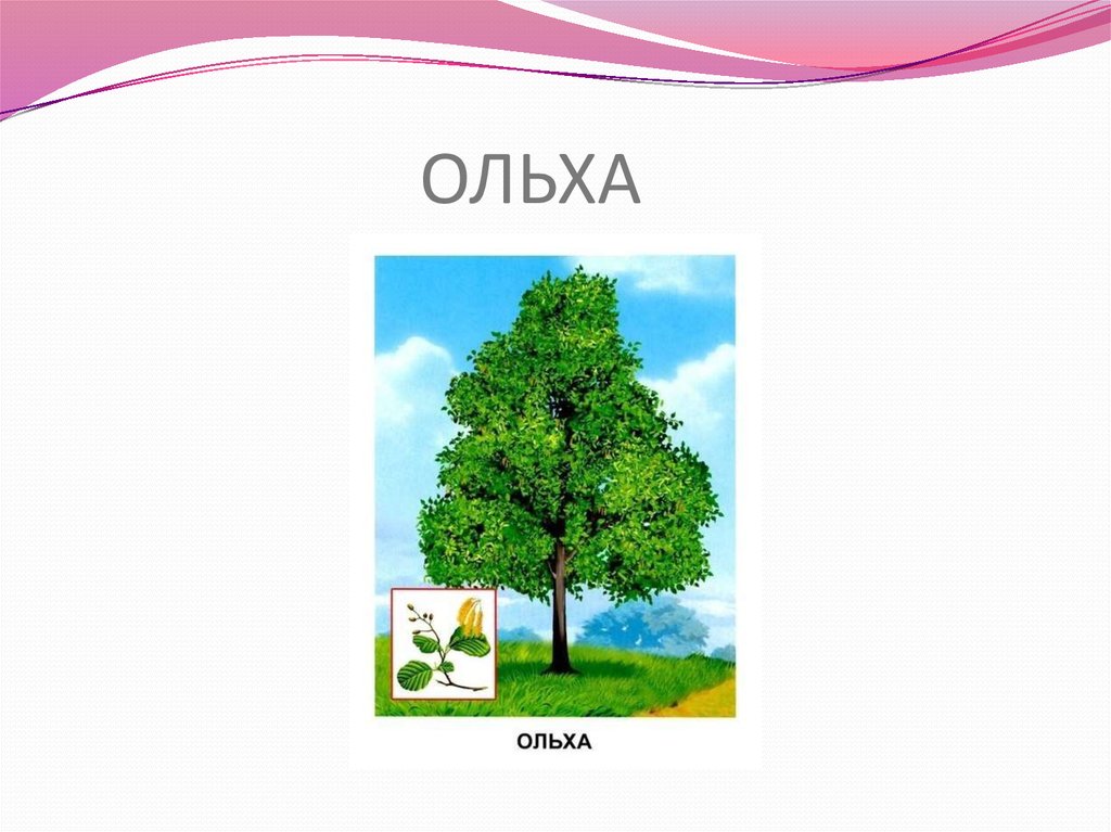 ОЛЬХА