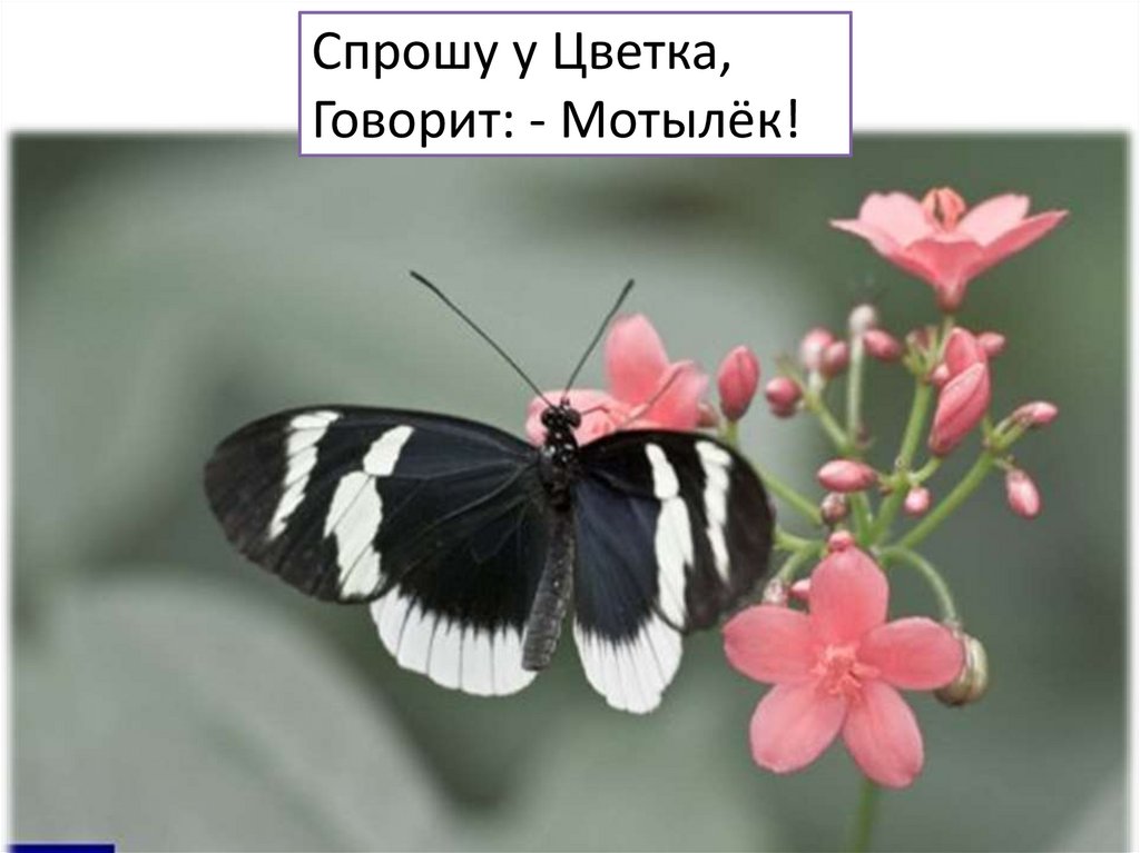 Урок бабочки видео. «Красивей всего - мотылёк». Цветы что спрашивают. Спрошу мотылька отвечает цветок спрошу у цветка говорит мотылек. Бабочка по имени Елена.