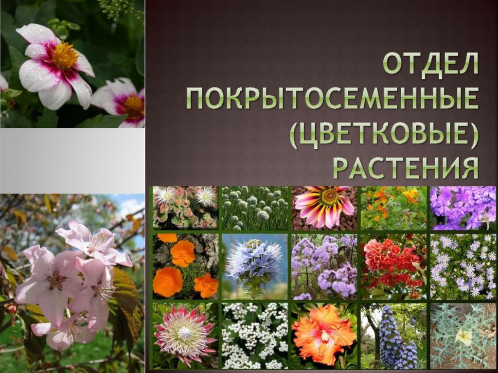 Примеры про растения. Отдел покрытосеменных (цветковых)растений. Цветок покрытосеменных растений. Отдел Покрытосеменные цветковые. Отдел цветковые растения.