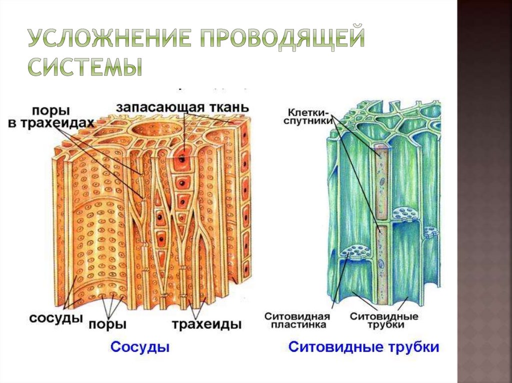 Проводящая ткань растений функции и особенности строения