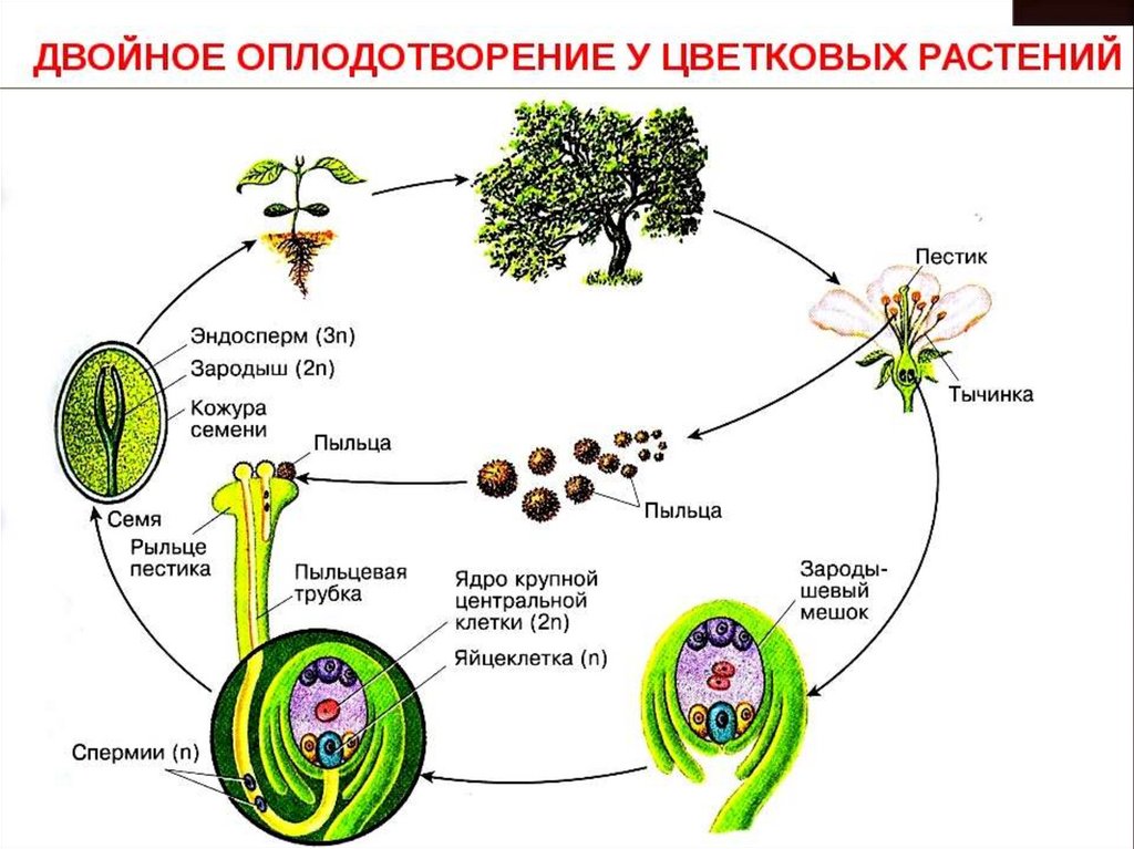 Цикл развития цветка