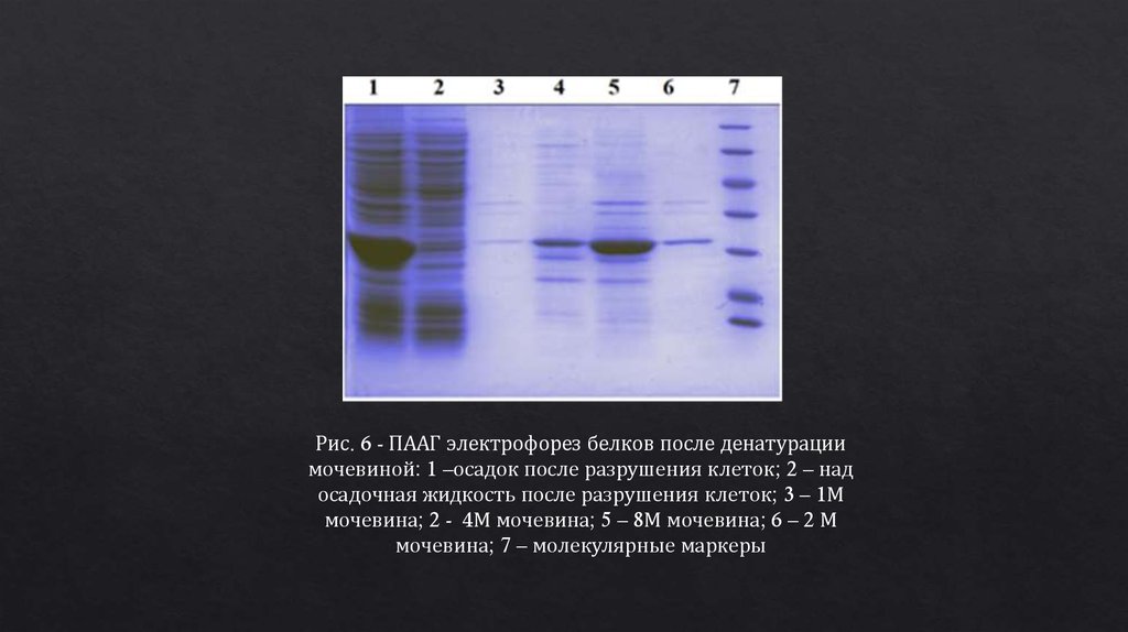 Слова песни электрофорез. ПААГ электрофорез белков. Диск электрофорез в ПААГ. Полиакриламидный гель электрофорез. Принципы SDS-гель электрофореза.