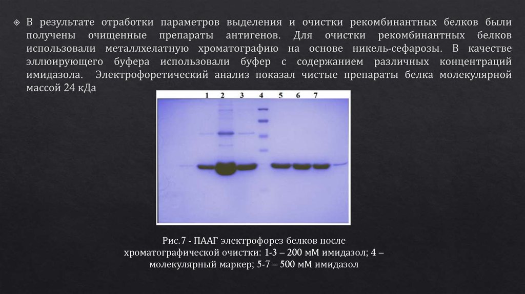 Очистка рекомбинантных белков. Выделение и очистка рекомбинантных белков. Paag электрофорез белков Marker. ПААГ ГАЗ.